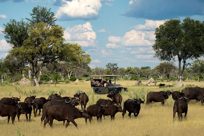 From Victoria Falls: Chobe National Park Small Group Tour - Why Chobe works so well from Victoria Falls