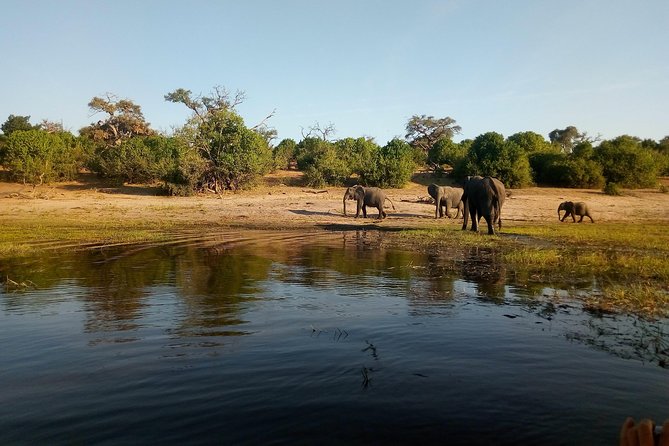 From Victoria Falls: Chobe National Park Small Group Tour - Four hours in a Chobe 4x4