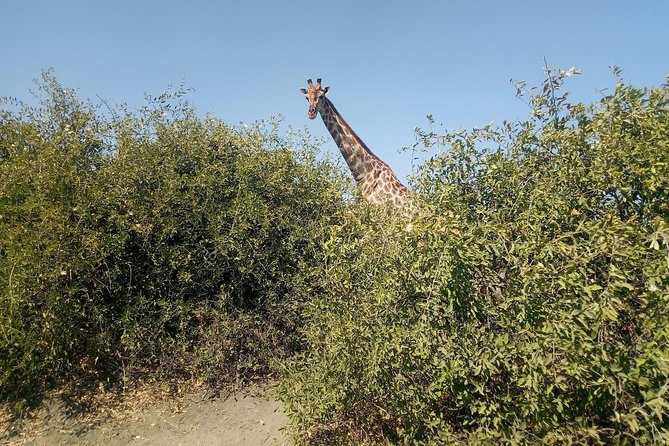 From Victoria Falls: Chobe National Park Small Group Tour - The Chobe River boat cruise