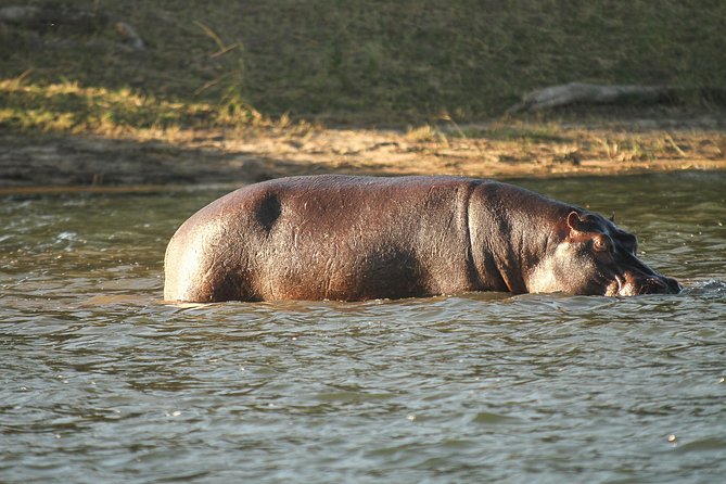 From Victoria Falls: Chobe National Park Small Group Tour - Is $120 a good value?