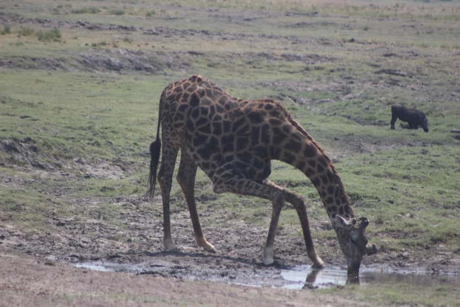 From Victoria Falls: Sunrise to Sunset Chobe Safari - Why Chobe makes a strong day trip from Victoria Falls