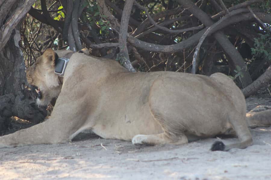 From Victoria Falls: Sunrise to Sunset Chobe Safari - Early wildlife watching in Zambezi National Park
