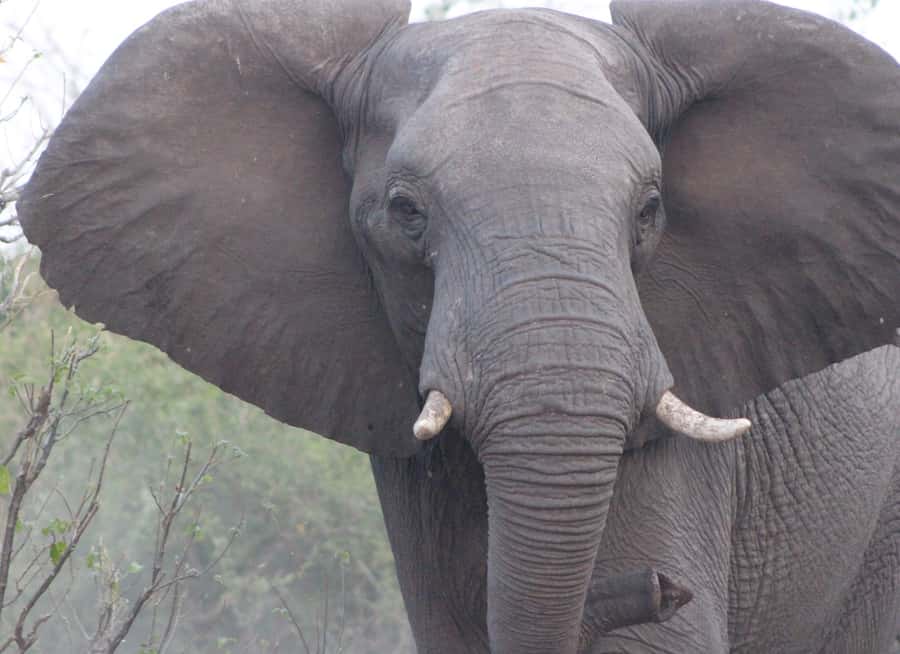 From Victoria Falls: Sunrise to Sunset Chobe Safari - Three hours on the Chobe River