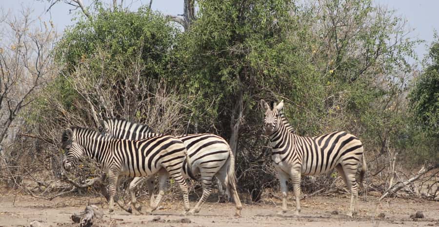 From Victoria Falls: Sunrise to Sunset Chobe Safari - Who should book this Chobe safari