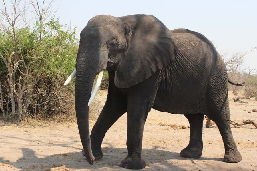 From Victoria Falls: Sunrise to Sunset Chobe Safari - The 5:00 AM pickup and the Botswana border