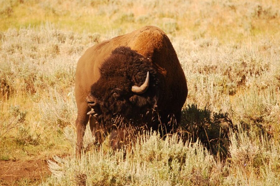 From West Yellowstone: Lamar Valley Wildlife Tour by Van - Why Lamar Valley is worth an eight-hour day