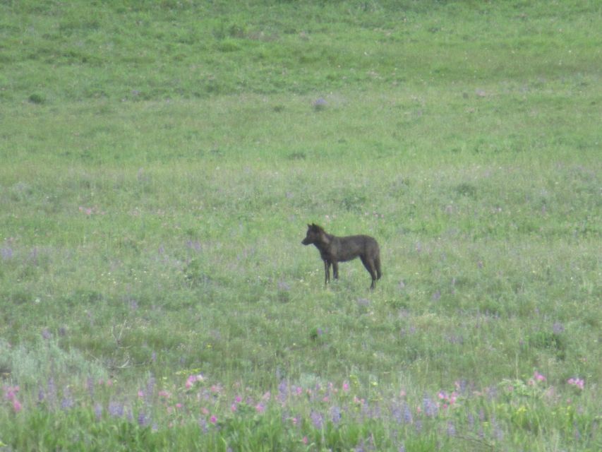 From West Yellowstone: Lamar Valley Wildlife Tour by Van - Mount Washburn brings views and geology