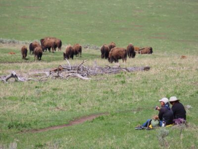 From West Yellowstone: Lamar Valley Wildlife Tour by Van