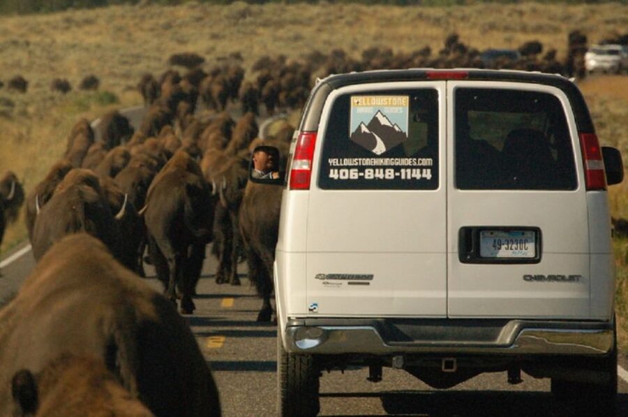 From West Yellowstone: Lamar Valley Wildlife Tour by Van - Lamar Valley and the search for wolves