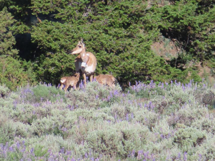 From West Yellowstone: Lamar Valley Wildlife Tour by Van - A brown bag lunch at Mammoth Hot Springs