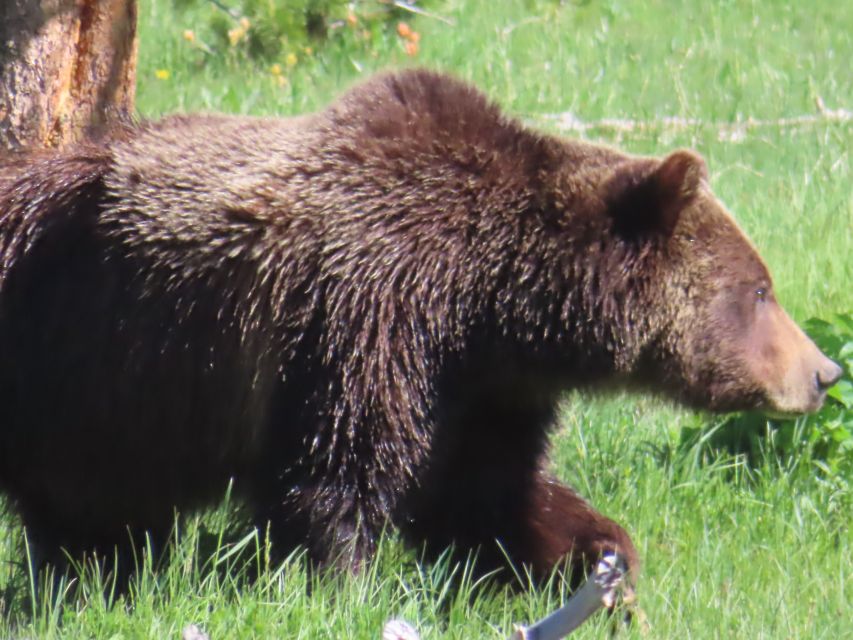 From West Yellowstone: Lamar Valley Wildlife Tour by Van - The return through Yellowstone and along the Gibbon River