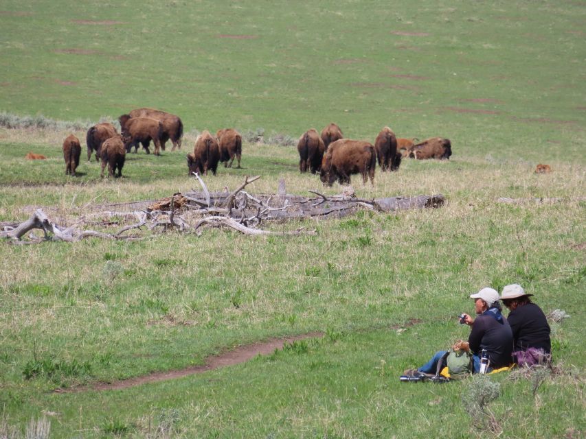 From West Yellowstone: Lamar Valley Wildlife Tour by Van - Madison River wildlife and the first morning light