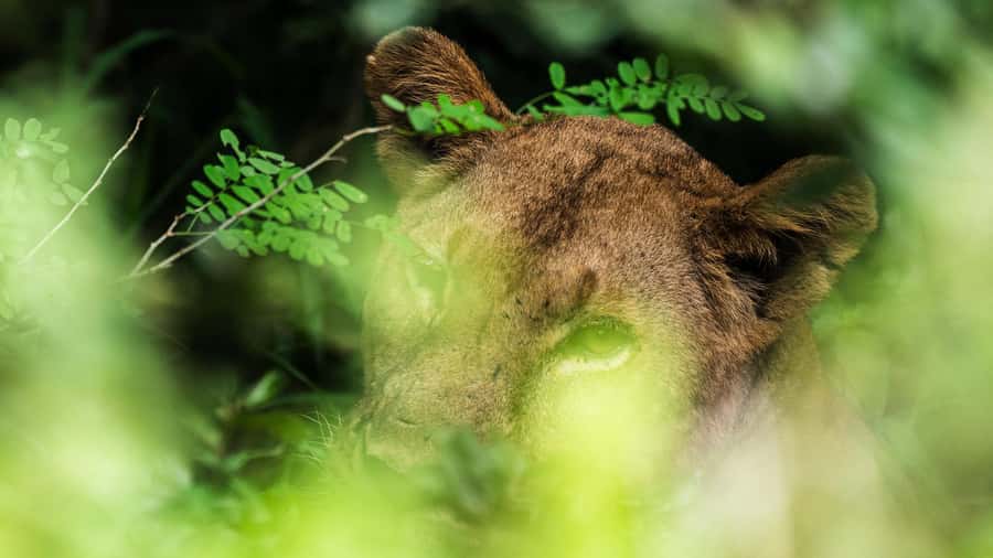 From Zanzibar: 3-Day Selous Safari Trip with Flights - From Zanzibar to Nyerere in one busy morning