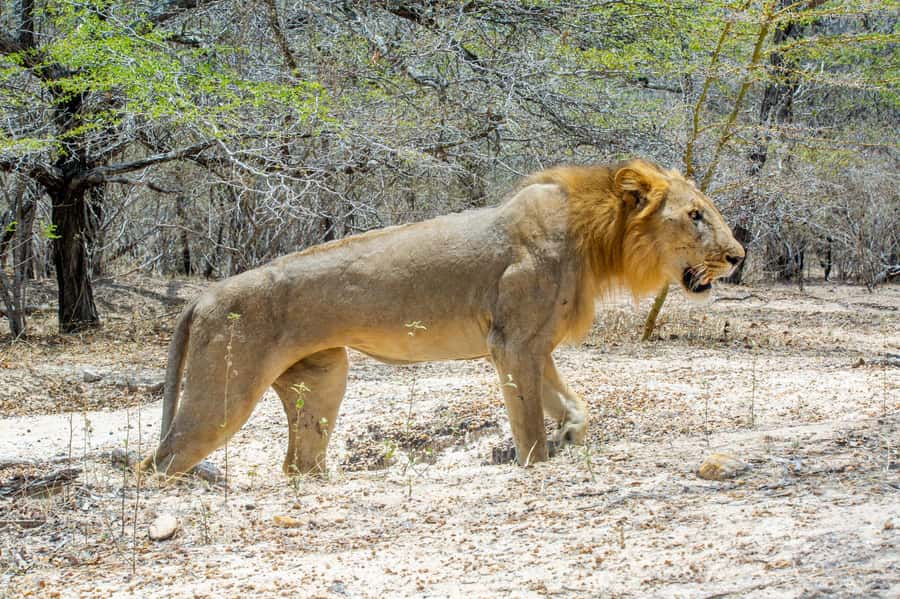 From Zanzibar: Day Selous Game Reserve Safari with Flights - Key points at a glance