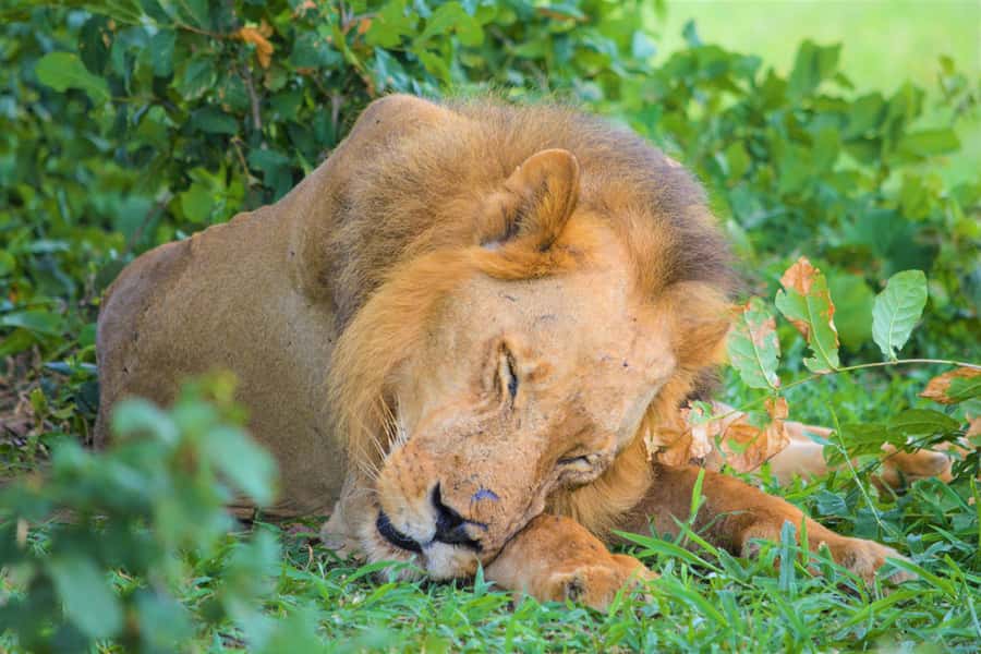 From Zanzibar: Day Selous Game Reserve Safari with Flights - Landing beside Nyerere National Park