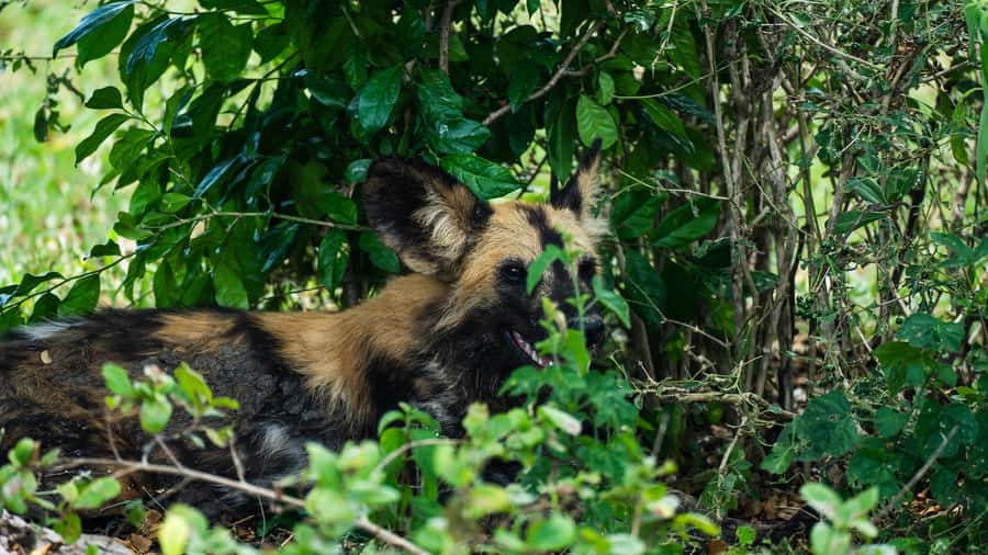 From Zanzibar: Day Selous Game Reserve Safari with Flights - The morning tea stop and bush lunch