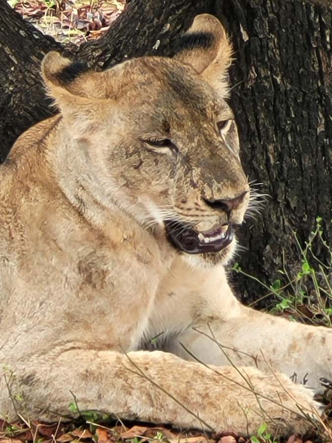 From Zanzibar: Day Selous Game Reserve Safari with Flights - The afternoon drive and flight back