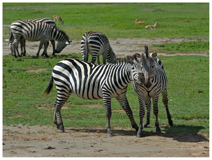 From Zanzibar: Mikumi National Park Guided Safari - Why Mikumi works as a day trip from Zanzibar