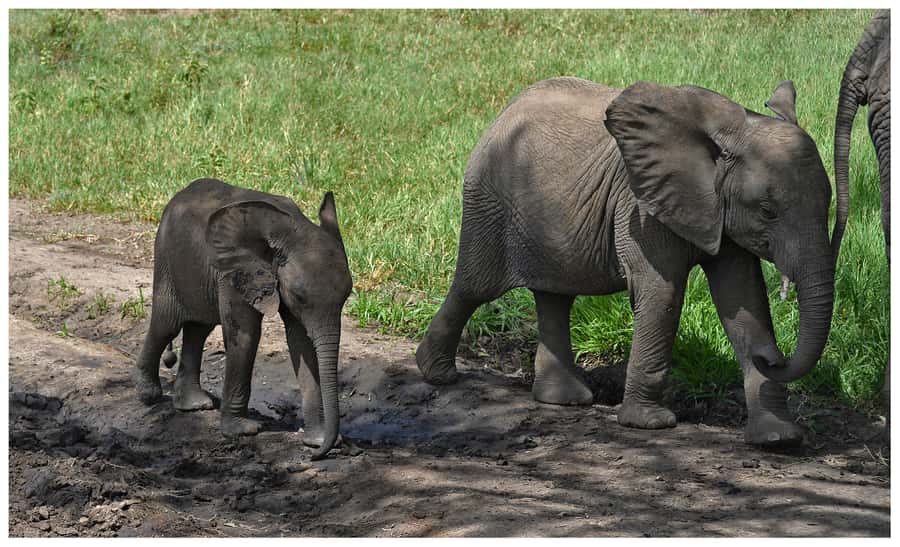 From Zanzibar: Mikumi National Park Guided Safari - Eight hours inside Mikumi National Park