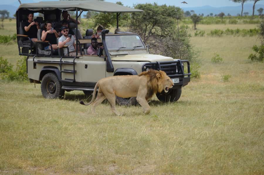 From Zanzibar: Mikumi National Park Guided Safari - The bush lunch at 12:30