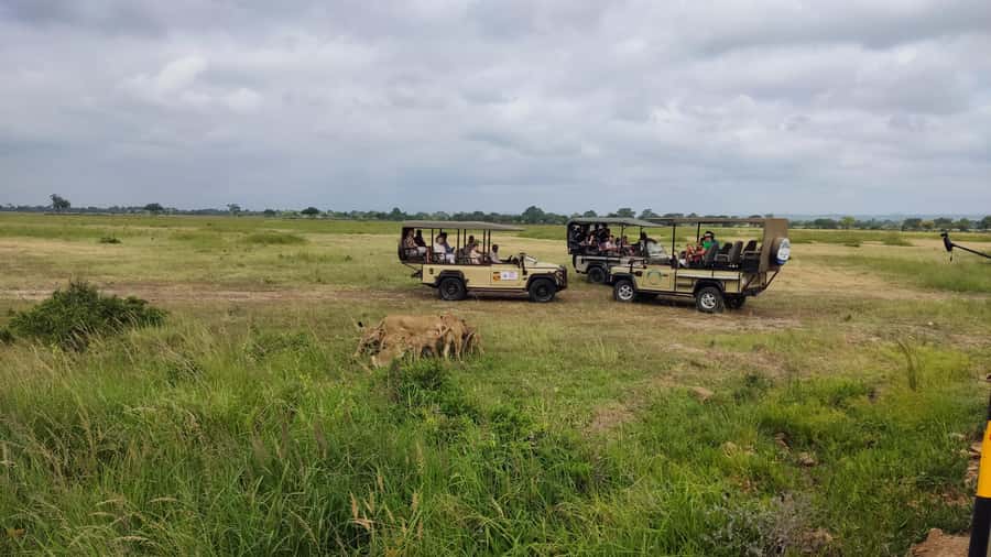 From Zanzibar: Mikumi National Park Guided Safari - The afternoon drive and return flight
