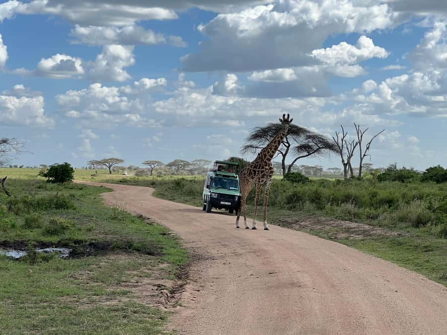 From Zanzibar: Mikumi National Park Guided Safari - The early pickup and flight to Mikumi