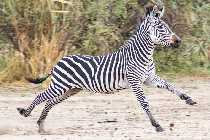 From Zanzibar: Mikumi Safari Day Trip with Flights and Meal - Why this is one of Zanzibar’s best safari add-ons