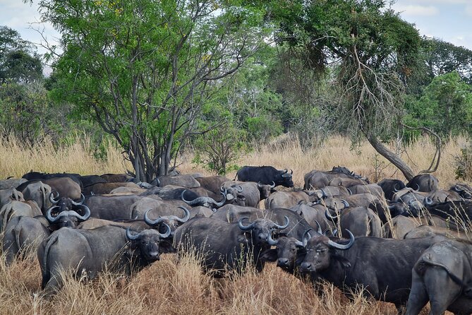 From Zanzibar: Mikumi Safari Day Trip with Flights and Meal - A short flight into Mikumi National Park