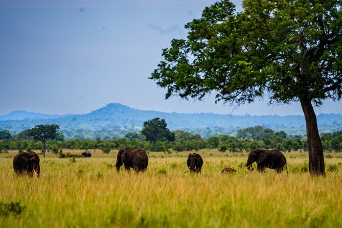 From Zanzibar: Mikumi Safari Day Trip with Flights and Meal - Game drives from about 8:30 to 14:30