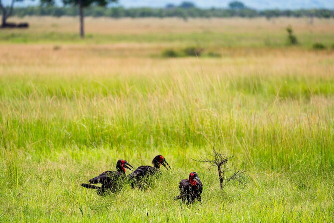 From Zanzibar: Mikumi Safari Day Trip with Flights and Meal - The afternoon return and Zanzibar drop-off