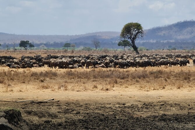 From Zanzibar: Mikumi Safari Day Trip with Flights and Meal - What the $451 price really buys you