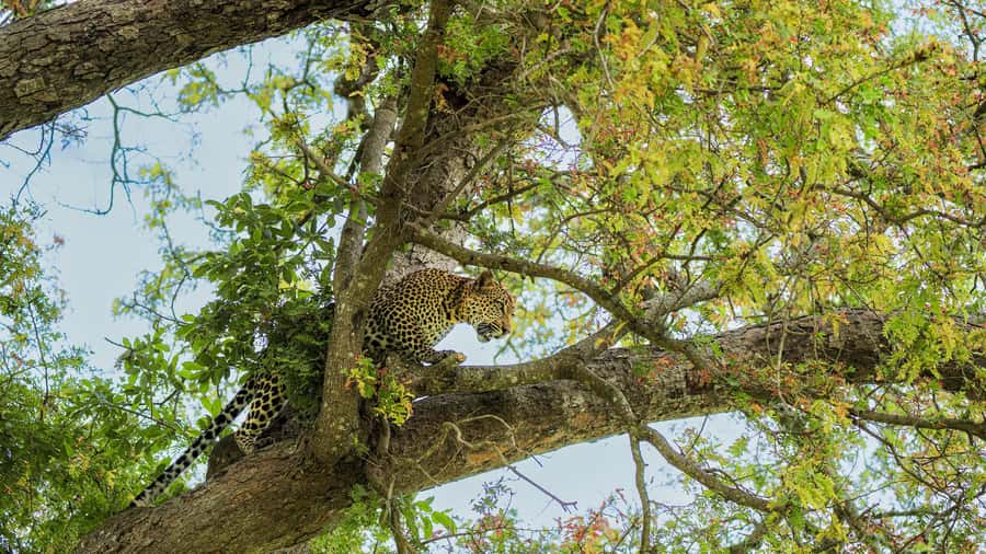 From Zanzibar: Mikumi Safari Day Trip with Flights and Meal - Who should book this day safari