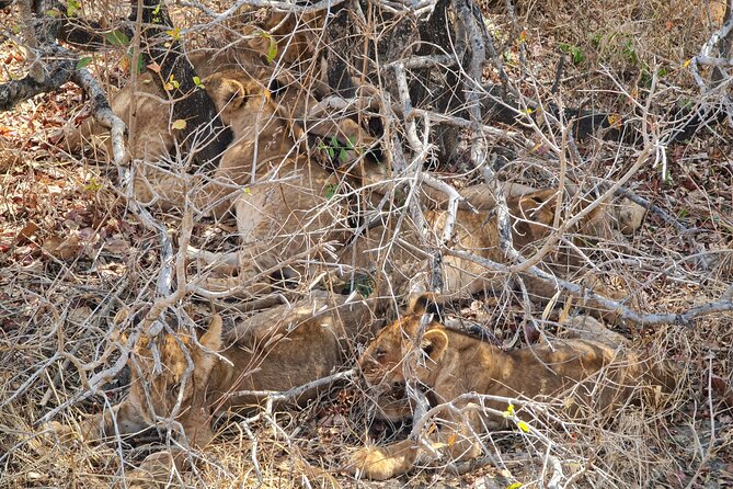 From Zanzibar: Mikumi Safari Day Trip with Flights and Meal - The early hotel pickup and Zanzibar airport routine
