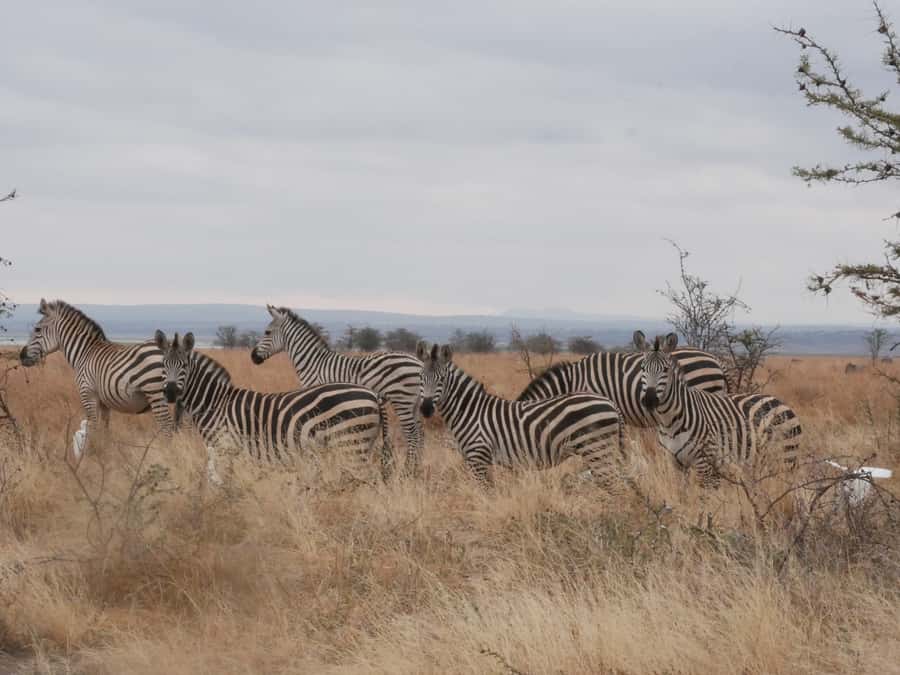 From Zanzibar: Nyerere National Park Game Drive with Lunch - Key points to know before booking
