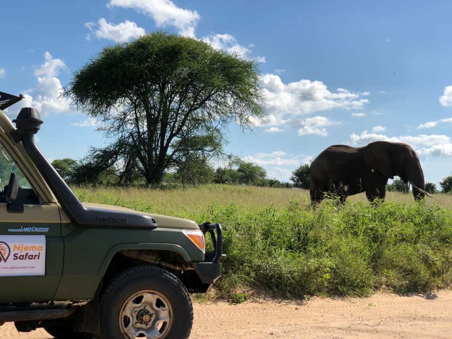 From Zanzibar: Nyerere National Park Game Drive with Lunch - Zanzibar to Nyerere by air