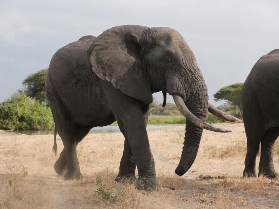 From Zanzibar: Nyerere National Park Game Drive with Lunch - A bush lunch at about 1:30 PM