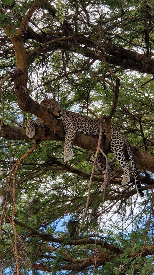 From Zanzibar: Nyerere National Park Game Drive with Lunch - Timing, pickup, and small risks
