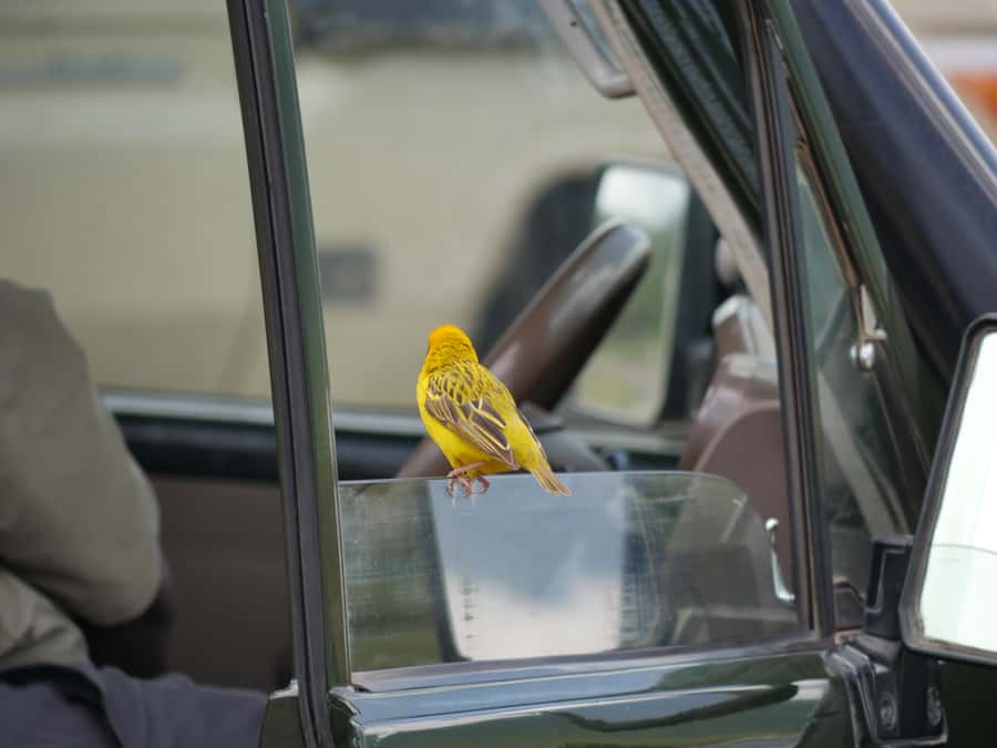 From Zanzibar: Nyerere National Park Game Drive with Lunch - Who should choose this safari