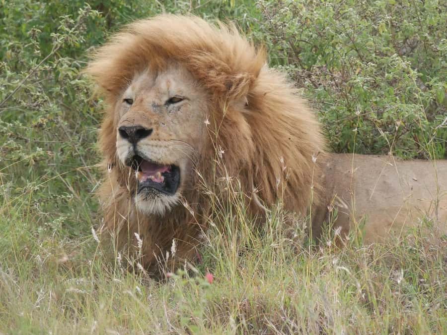 From Zanzibar: Nyerere National Park Game Drive with Lunch - Eight hours among elephants and lions