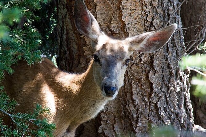 Full Day Best Of Yellowstone National Park Tour From Big Sky - The Grand Canyon of the Yellowstone