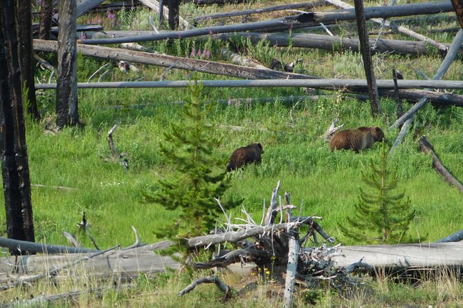 Full-Day Guided Yellowstone Day Tour - Grand Canyon of the Yellowstone brings the biggest scenery