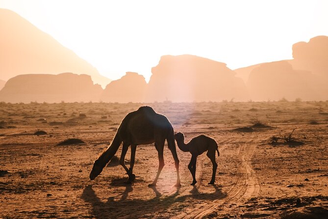 Full day Jeep Tour in Wadi Rum desert - Who will enjoy this tour most
