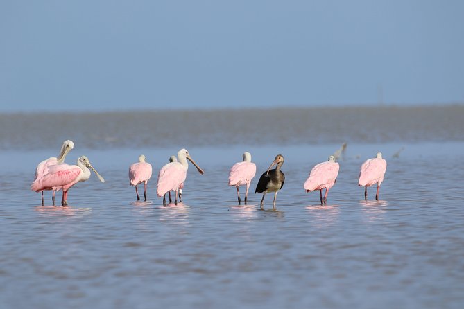 Full-Day Kayak Adventure in the Everglades - Key points at a glance