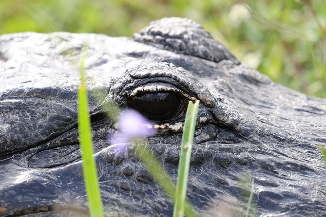 Full-Day Kayak Adventure in the Everglades - Why this Everglades day feels different