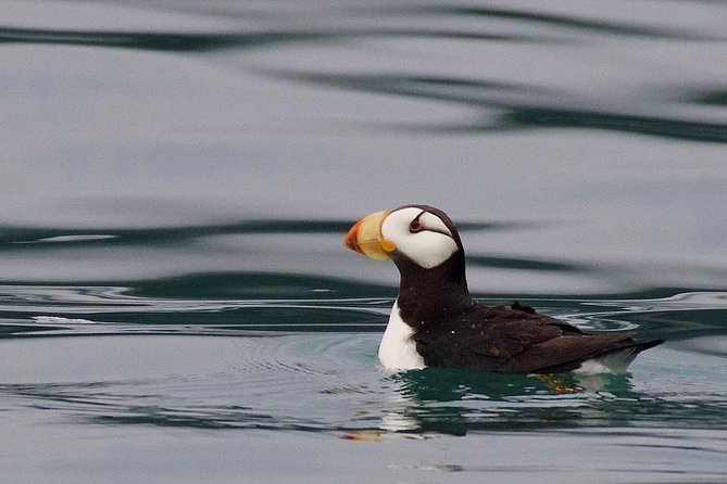 Full-Day Kenai Fjords National Park Cruise - Wildlife Around the Chiswell Islands