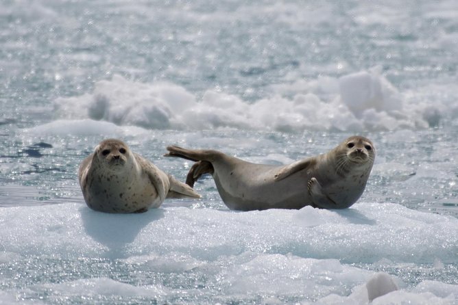 Full-Day Kenai Fjords National Park Cruise - Whales, Orcas, and the Limits of Wildlife Watching