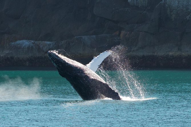 Full-Day Kenai Fjords National Park Cruise - Food, Seating, and Life Aboard the Catamaran