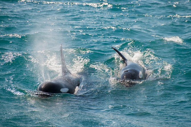 Full-Day Kenai Fjords National Park Cruise - How the $297.33 Price Holds Up