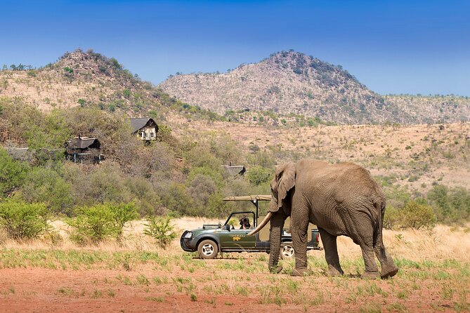 Full Day Pilanesberg Experience in Open Vehicle - Wildlife sightings, from common animals to the Big Five