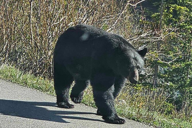 Full Day Private Tour Banff/Yoho Customized Sightseeing - Banff’s classic viewpoints arrive in quick succession